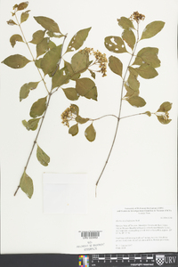 Machaonia lindeniana image