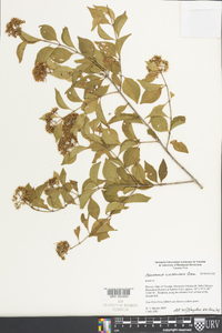 Machaonia lindeniana image