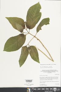 Margaritopsis microdon image