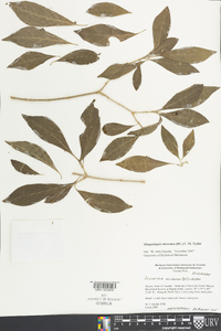 Margaritopsis microdon image