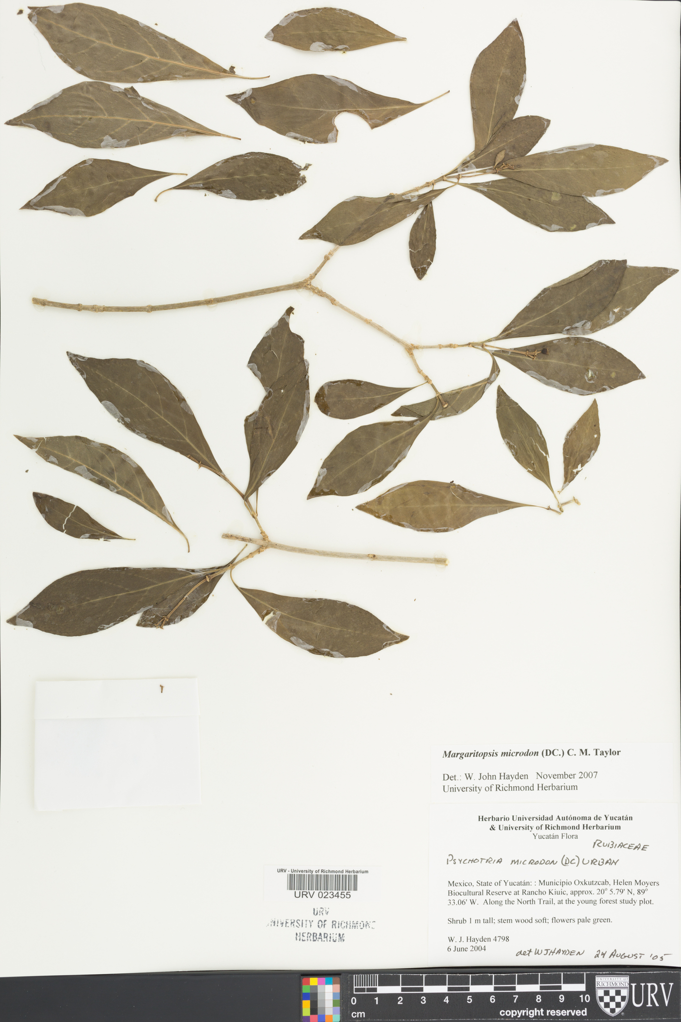 Margaritopsis image