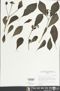 Margaritopsis microdon image