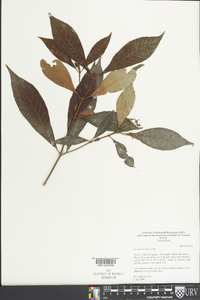 Psychotria nervosa image