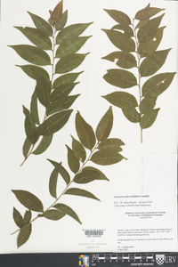 Casearia subsessiliflora image