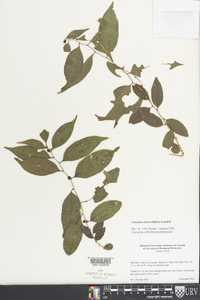 Casearia subsessiliflora image