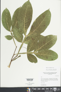 Melicoccus bijugatus image