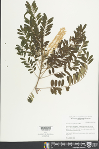 Alvaradoa amorphoides image