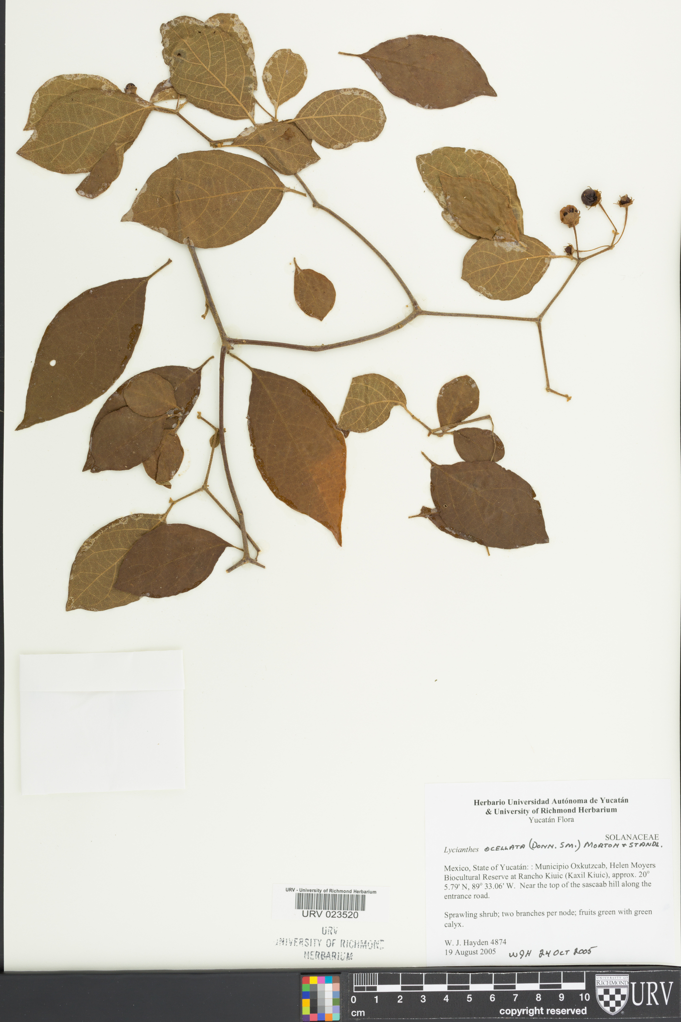 Lycianthes ocellata image