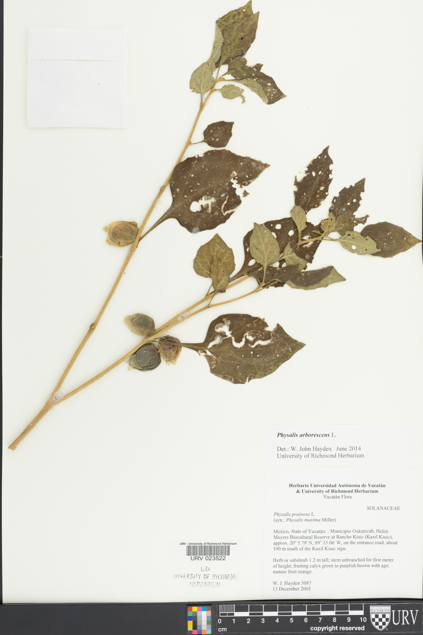 Physalis campechiana image