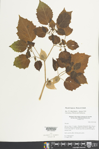 Physalis minima image