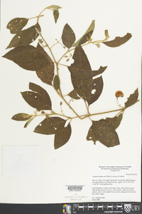 Solanum adhaerens image