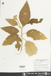 Solanum erianthum image