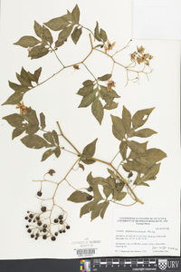 Solanum seaforthianum image