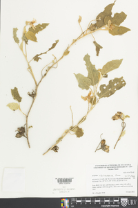 Solanum houstonii image