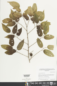 Guazuma ulmifolia image