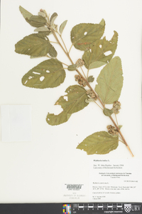 Waltheria indica image