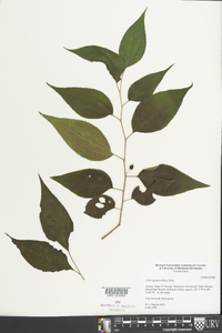 Celtis iguanaea image