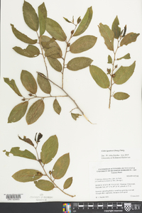 Celtis iguanaea image