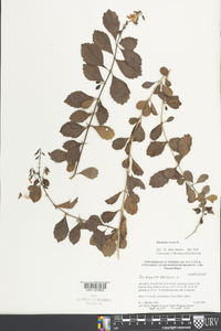 Duranta erecta image