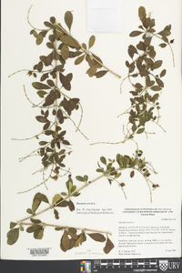 Duranta erecta image