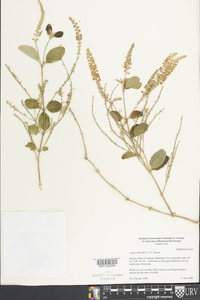 Lippia alba image