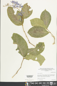 Petrea volubilis image