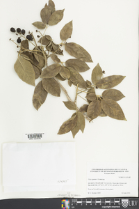 Vitex gaumeri image