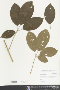 Vitex gaumeri image