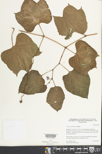 Cissus gossypiifolia image