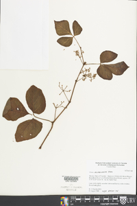 Cissus microcarpa image