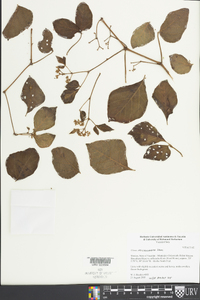 Cissus microcarpa image