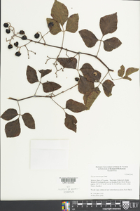 Cissus microcarpa image