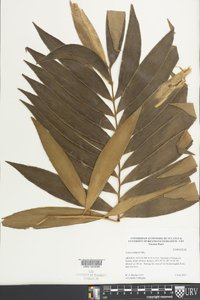 Zamia loddigesii image