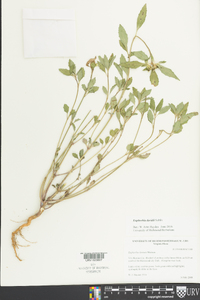 Euphorbia davidii image