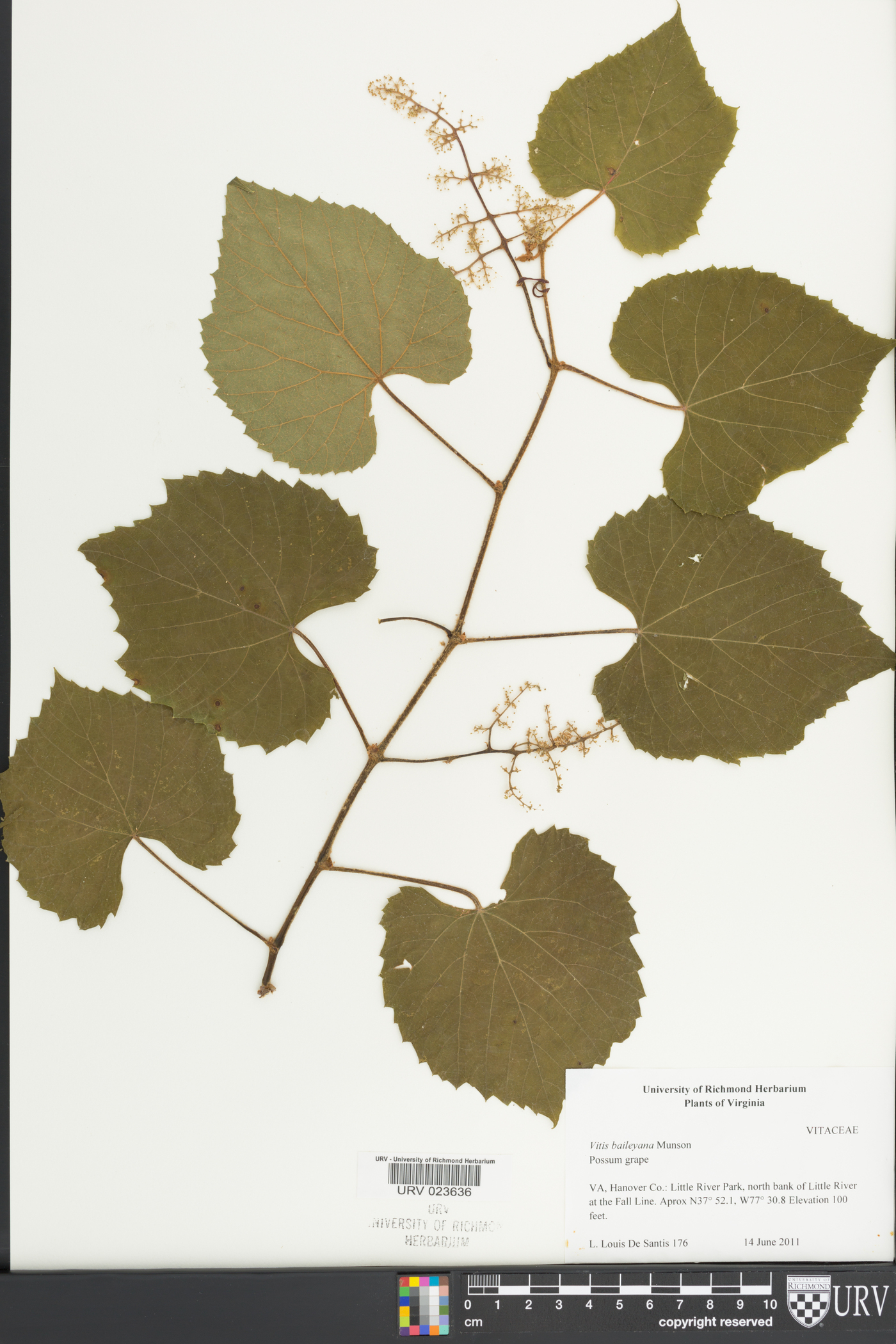 Vitis baileyana image