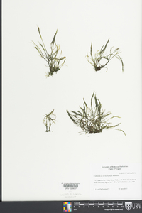 Podostemum ceratophyllum image