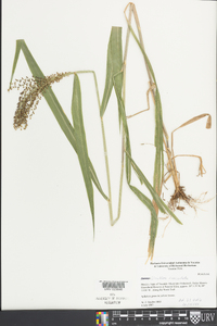 Urochloa fusca image