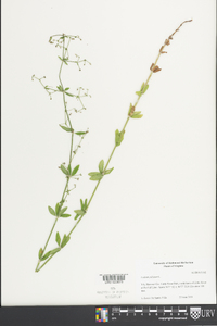 Galium pilosum image