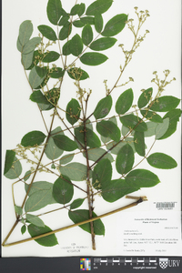 Aralia spinosa image