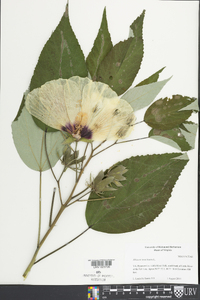 Hibiscus moscheutos image