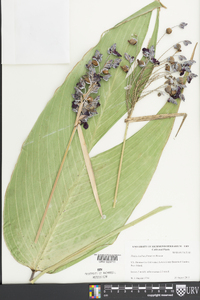 Thalia dealbata image