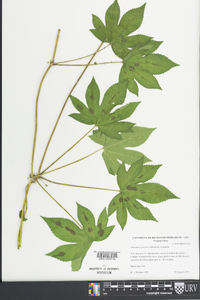 Humulus japonicus image