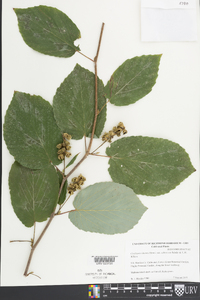 Corylopsis sinensis image