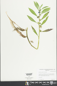 Hydrolea quadrivalvis image