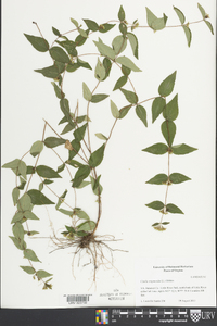Cunila origanoides image