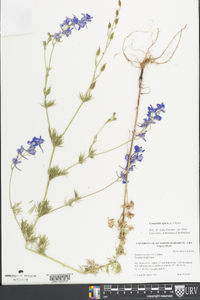 Delphinium ajacis image