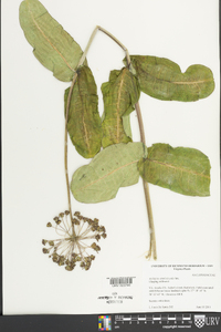 Asclepias amplexicaulis image