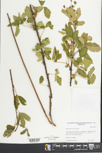 Rubus pensilvanicus image