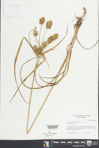 Cyperus retrofractus image