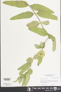 Asclepias viridiflora image